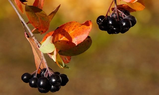 Aronia – jakie wartości ma sok z aronii Aronia