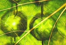 Chlorofil w płynie – jakie ma działanie?