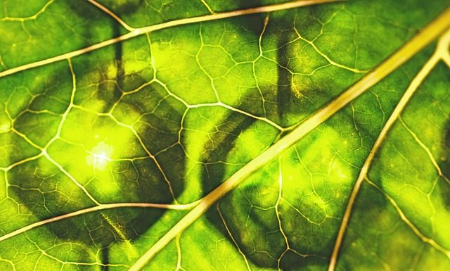 Chlorofil w płynie – jakie ma działanie?