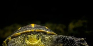 Jakie jest krytyczne ciśnienie krwi?