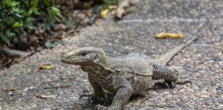 Kto wystawia skierowanie na balkonik?