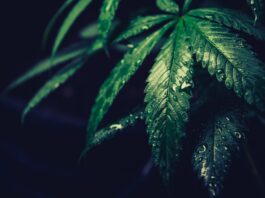 Mity i fakty na temat marihuany medycznej