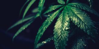 Mity i fakty na temat marihuany medycznej