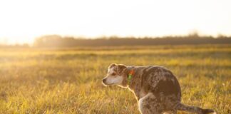 Czy oddawanie moczu zmniejsza ciśnienie krwi?