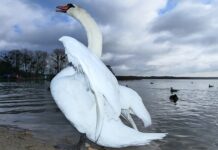 Ile lat rozkłada się żyłka?