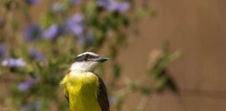 Czy można podawać kisiel przy biegunce?