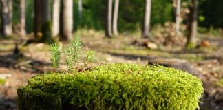 Jak Zregenerować Pochwę po stosunku?