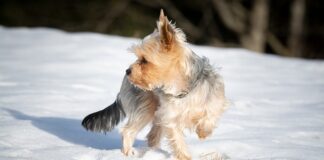 Dlaczego noski w okularach robią się zielone?