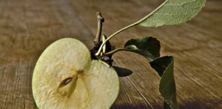 Ile czasu rozkłada się ogryzek jabłka?