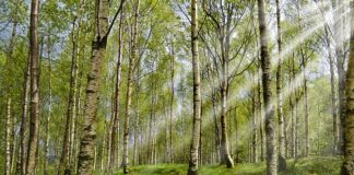 Jakie kleszcze do jakich zębów?