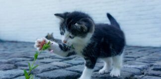 Jak wygląda atak arytmii?