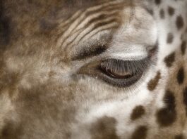 Co oznaczają ciemne plamy po bańkach?