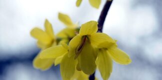 Co lepsze Berberyna czy metformina?