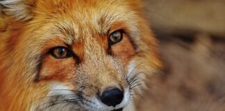 Jak cofnąć cukrzycę typu 2?