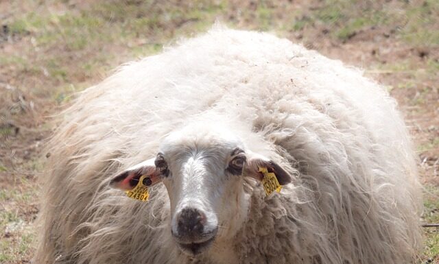 Ile procent merino? Ile procent merino?