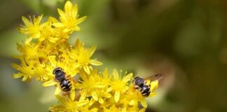 Jak prać wełnę z merynosów?